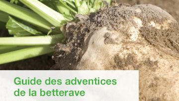 guide adventices desherbage betteraves